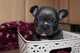 Regalo cachorros bulldog frances en adopcion, con garanti - Foto 1