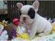 Regalo cachorros bulldog francés gratis para su adopción