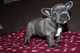 Regalo cachorros bulldog frances para adopcion - Foto 1