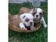 Regalo cachorros bulldog inglés para la adopción