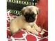 Regalo cachorros pug carlino en adopcion