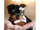 Regalo cachorros toy , de yorkshire terrier