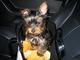 Regalo cachorros yorkie para la adopción