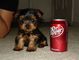 Regalo Cachorros Yorkshire Terrier Mini. - Foto 1