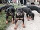 Regalo doberman cachorros disponible