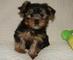 Regalo Dos perritos de yorkie disponibles - Foto 1