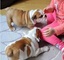 Regalo e estupendos cachorros de bulldog ingles