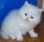 Regalo estupendos gatitos de persas de pura raza