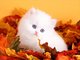 Regalo Estupendos gatitos persas blancos de gran calidad - Foto 1