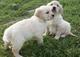 Regalo goldens retrievers cachorros listos para entregar