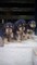 Regalo hermosos Airedale cachorros - Foto 1