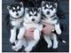 Regalo Husky siberiano para su aprobación - Foto 1