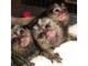 Regalo macho y hembra mono titi para cualquier amante de mascotas - Foto 1