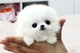 Regalo mini-pomerania juguete gratuito perros regalo