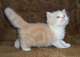 Regalo Munchkin gatos disponible - Foto 1