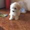 Regalo perrito maltés femenino