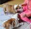 Regalo Preciosos cachorritos de bulldog ingles bien guapos - Foto 1
