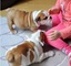 Regalo preciosos cachorritos de bulldog ingles bien guapos