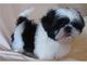 Regalo shih tzu cachorros listo