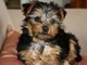 Regalo T-taza Adorable Yorkie cachorros - Foto 1