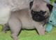 Regalo Tenemos cachorros de pug carlino machitos y hembritas - Foto 1