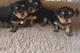 Regalo yorkshire Cachorros gratis - Foto 1