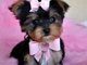 Regalo yorkshire terrier directamente