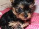 Regalo yorkshire terrier toy