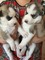 Siberiano husky cachorros para adopción