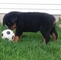 Super Lindo Rottweiler Cachorros Ahora Disponibles - Foto 1