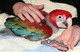 Adn probó los loros macaw bebés
