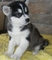 Adorable camada alaskan malamute