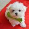 Bichon maltes excelente preciosos