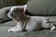 Bulldog frances cachorros - Foto 1