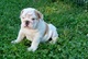 Cachorros de bulldog inglés de hogar capacitadas