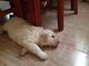 Cachorros de golden retriver - Foto 1