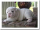 Cachorros englishbull por 240 € - Foto 1