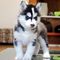 Cachorros husky siberiano ojos azules disponibles - Foto 1