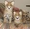 Cariñoso savannah, ocelot y margay cats