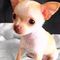 Chihuahua mini calidad