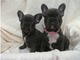 Don gratuito adorables cachorros akc francesa bulledogue