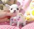 Espléndidos cachorros chihuahua listo