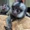 Estamos buscando un buen hogar para nuestros monos capuchinos - Foto 1