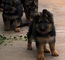 Estos magníficos cachorros pastor alemán