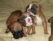 Gratis 11 semanas boxer cachorros