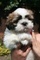Gratis Adorable Shih Tzu cachorros - Foto 1