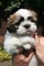 Gratis adorable shih tzu cachorros