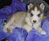 Gratis alaskan malamute cachorros listo