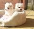 Gratis cachorros bichon maltes para su adopcion l