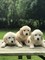 Gratis Cachorros Golden Retriever - Foto 1